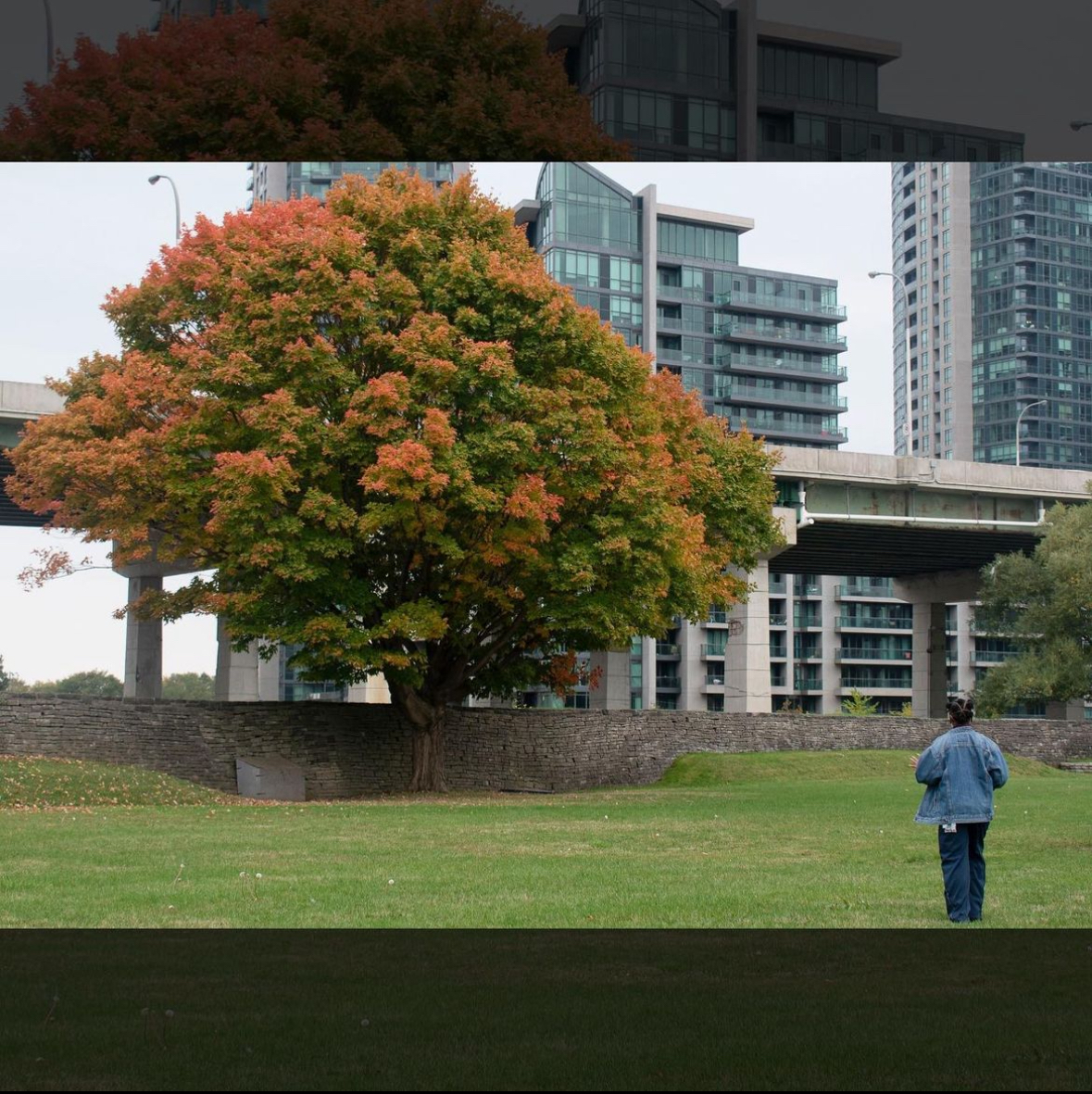 A photo of a large field with a massive and beautiful tree with the leaves turning colour. A black woman in a denim jacket walks towards it.